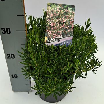 Andromeda polifolia 'Compacta'