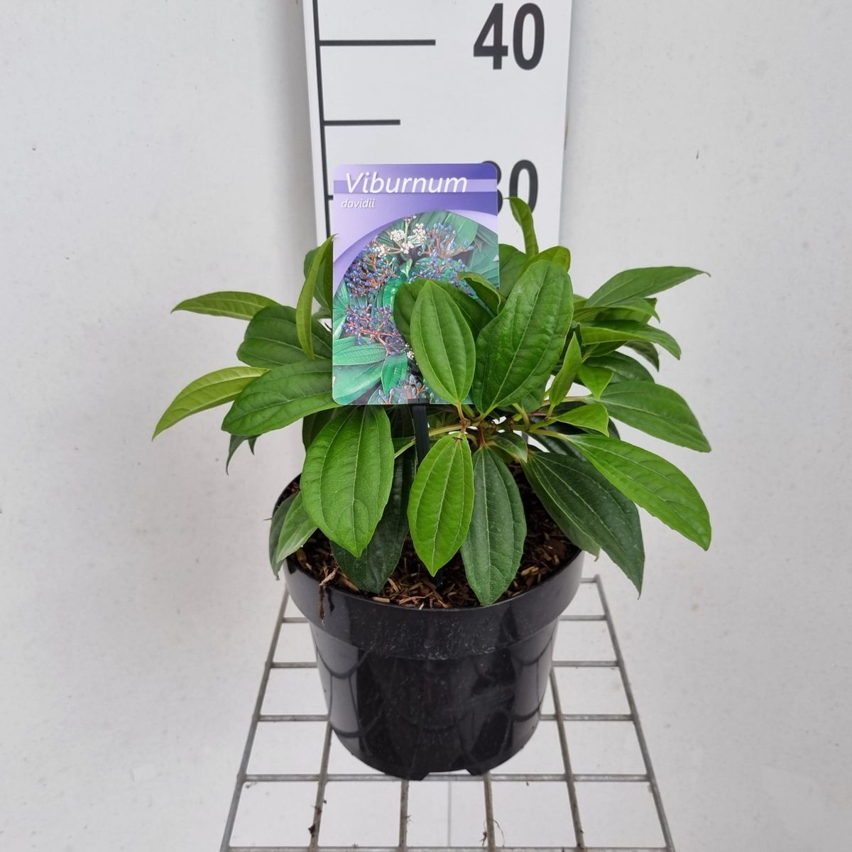 Viburnum Davidii FlorAccess viburnum-davidii-floraccess