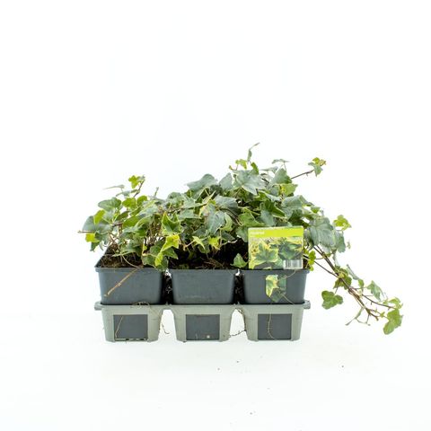 Hedera helix 'Glacier'