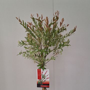 Salix integra 'Flamingo'