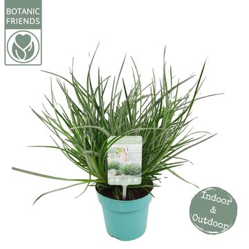 Fascicularia bicolor