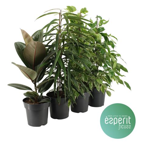 Ficus MIX