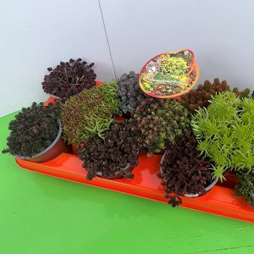 Sedum MIX