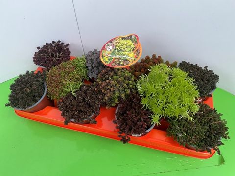 Sedum MIX