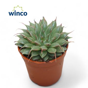 Graptopetalum filiferum