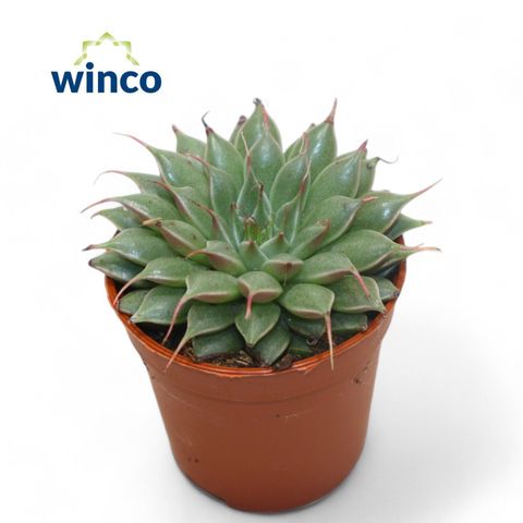 Graptopetalum filiferum