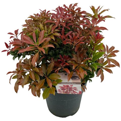 Pieris japonica 'Mountain Fire' (Asra Plant)