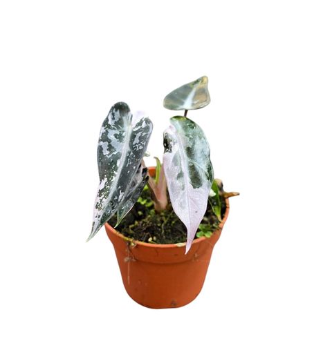Alocasia 'Bambino Variegata'