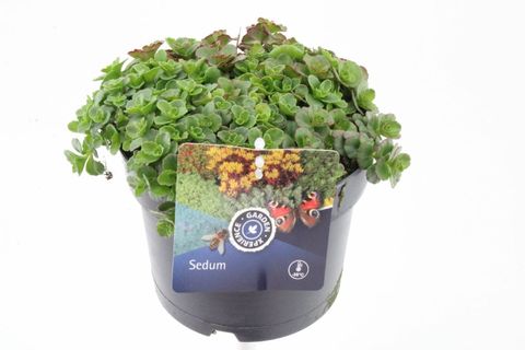 Sedum spurium 'Coccineum'