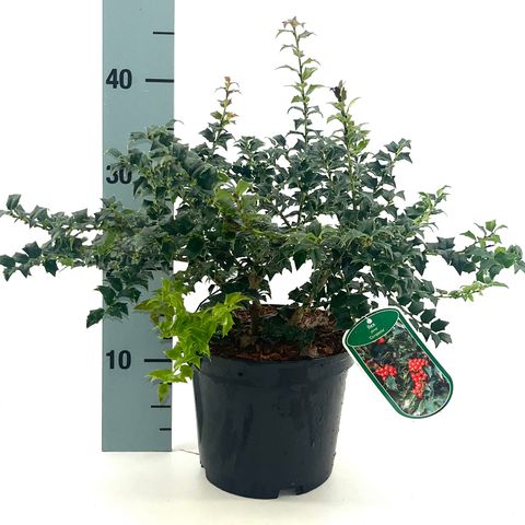 Ilex pernyi 'Compacta'