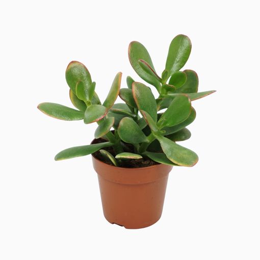 Crassula ovata 'Сансет'