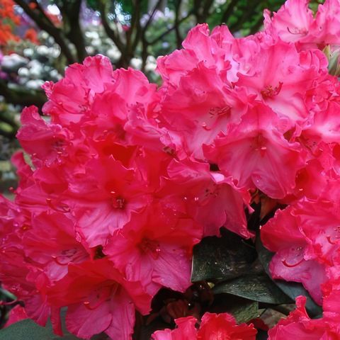 Rhododendron 'Vollblut'