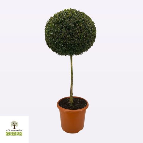 Buxus sempervirens