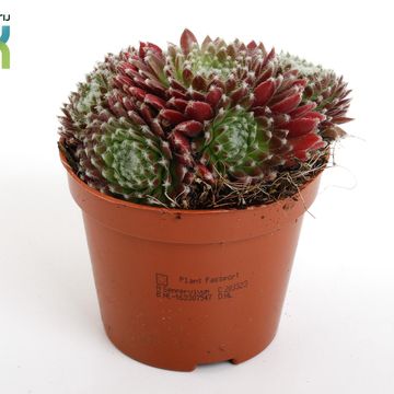 Sempervivum arachnoideum 'Rubrum'