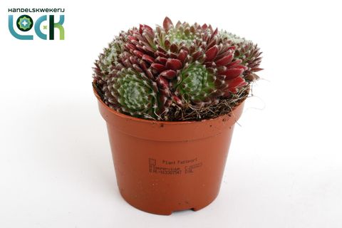 Sempervivum arachnoideum 'Rubrum'