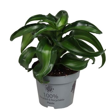 Dracaena fragrans 'Twister'