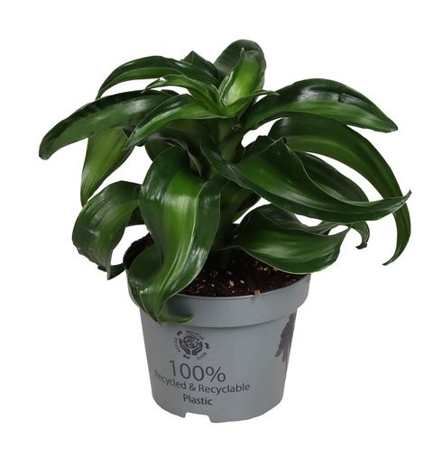 Dracaena fragrans 'Twister'