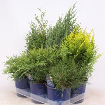 Conifers MIX