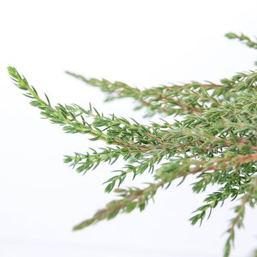 Juniperus communis 'Green Carpet'