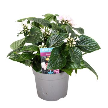Pentas lanceolata STARCLUSTER LAVENDER