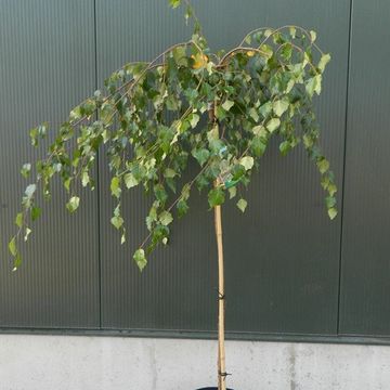 Betula pendula 'Youngii'