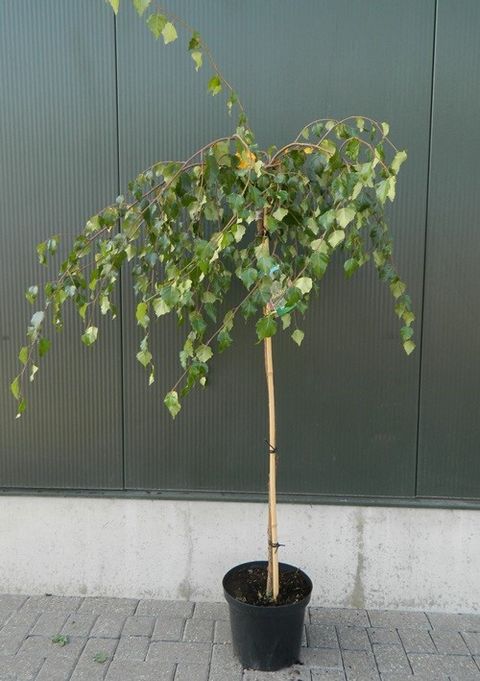Betula pendula 'Youngii'