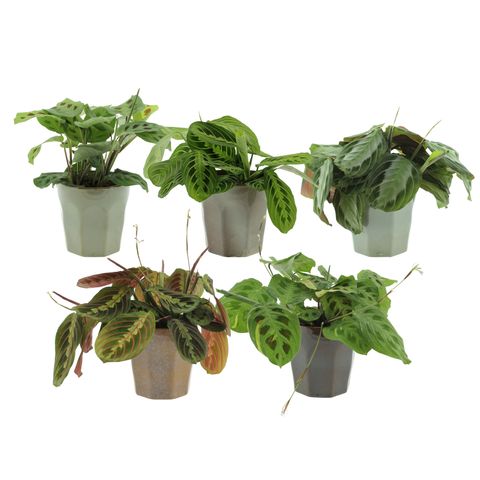 Maranta leuconeura MIX