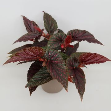 Begonia 'Polka Dot Pink'