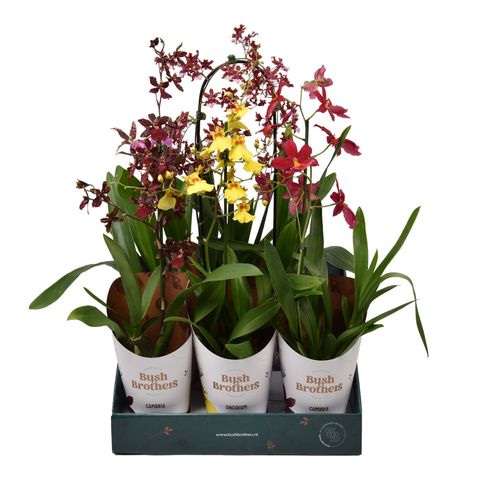 Orchidées MIX