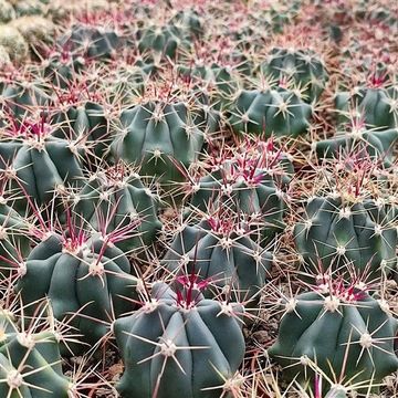 Ferocactus gracilis