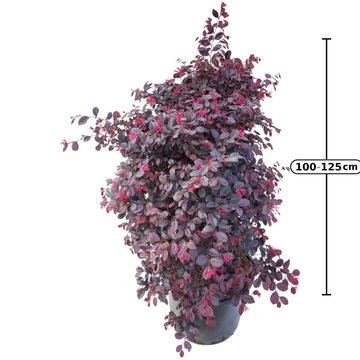 Loropetalum chinense BLACK PEARL