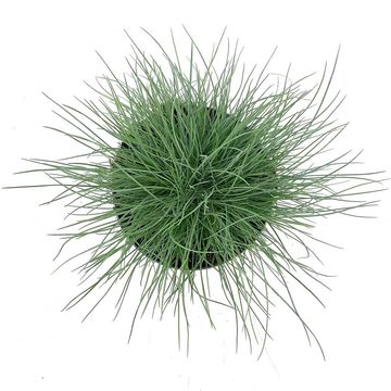 Festuca glauca 'Elijah Blue'