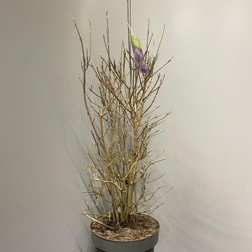 Callicarpa bodinieri 'Autumn Glory'