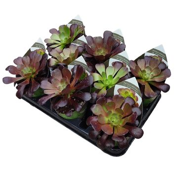 Aeonium arboreum 'Atropurpureum'