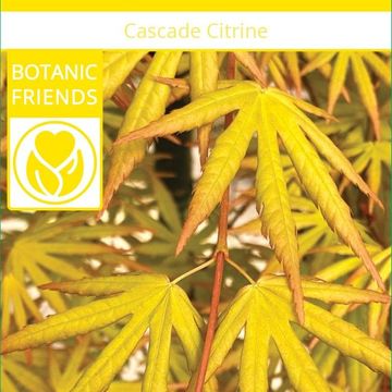 Acer palmatum CASCADE CITRINE