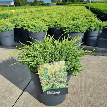 Juniperus squamata 'Holger'