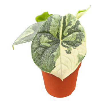 Alocasia melo 'Variegata'