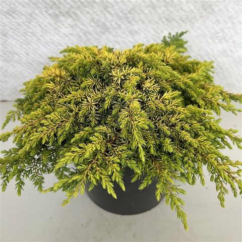Juniperus communis 'Lemon Carpet'