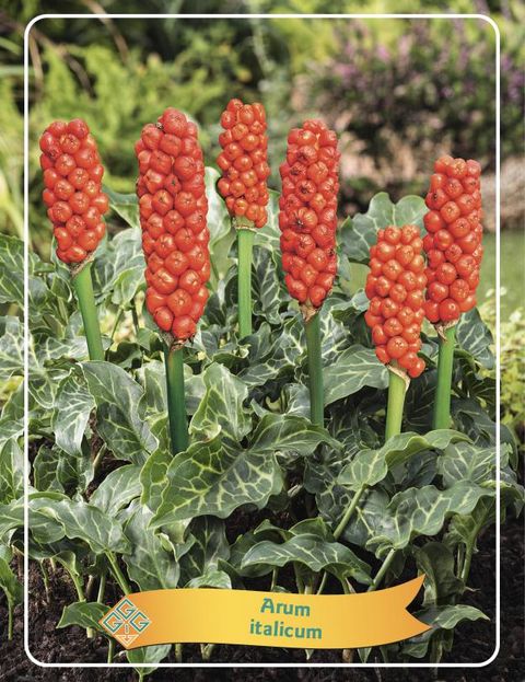 Arum italicum