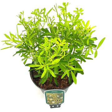 Choisya 'Aztec Gold'