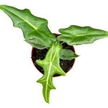 Alocasia portei