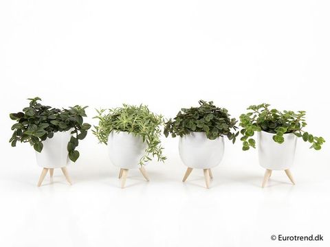 Plantes d'interieur MIX