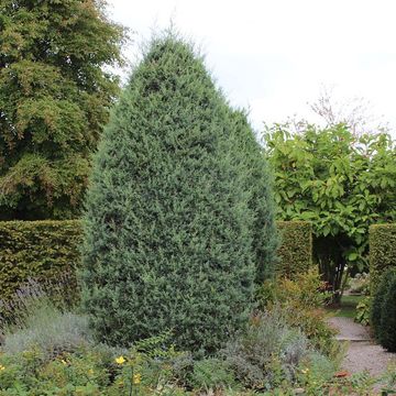 Cupressus arizonica 'Glauca'