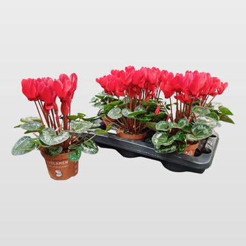 Cyclamen persicum SUPER SERIE S ALLURE RED