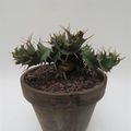Euphorbia tortirama