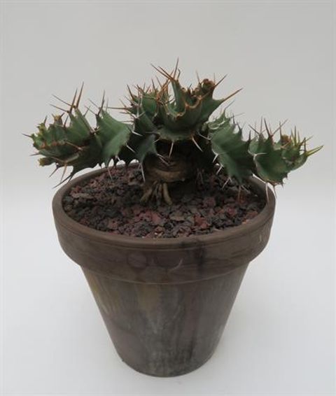Euphorbia tortirama