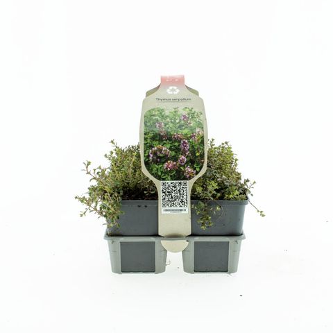 Thymus serpyllum