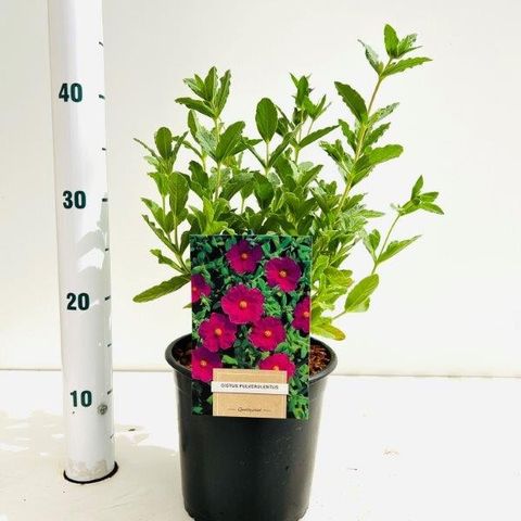 Cistus x pulverulentus