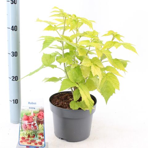 Rubus idaeus GROOVY — Plant Wholesale FlorAccess