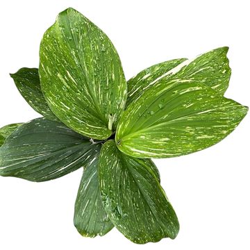 Kaempferia pulchra 'Marble Variegata'